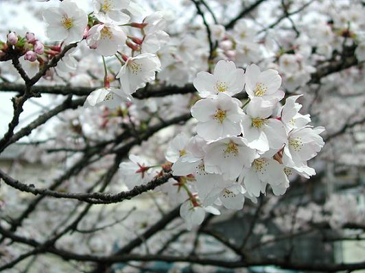 桜の見える下宿…京大合格おめでとうございます！